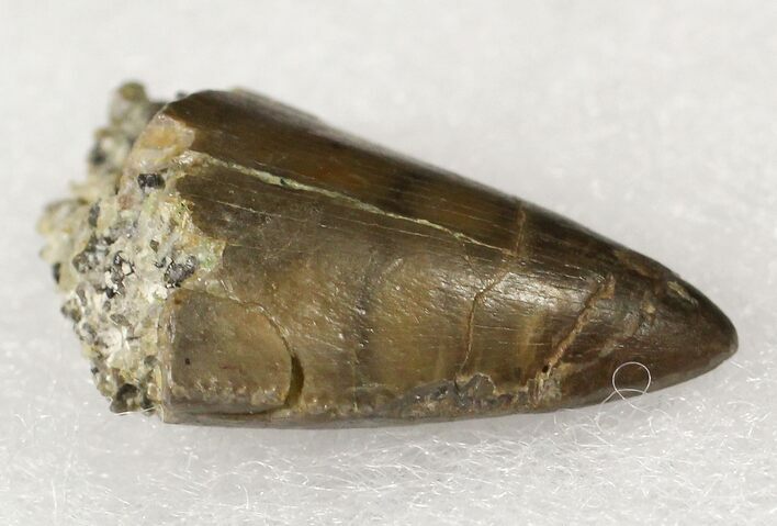 Allosaurus Tooth Tip - Skull Creek Quarry #19363